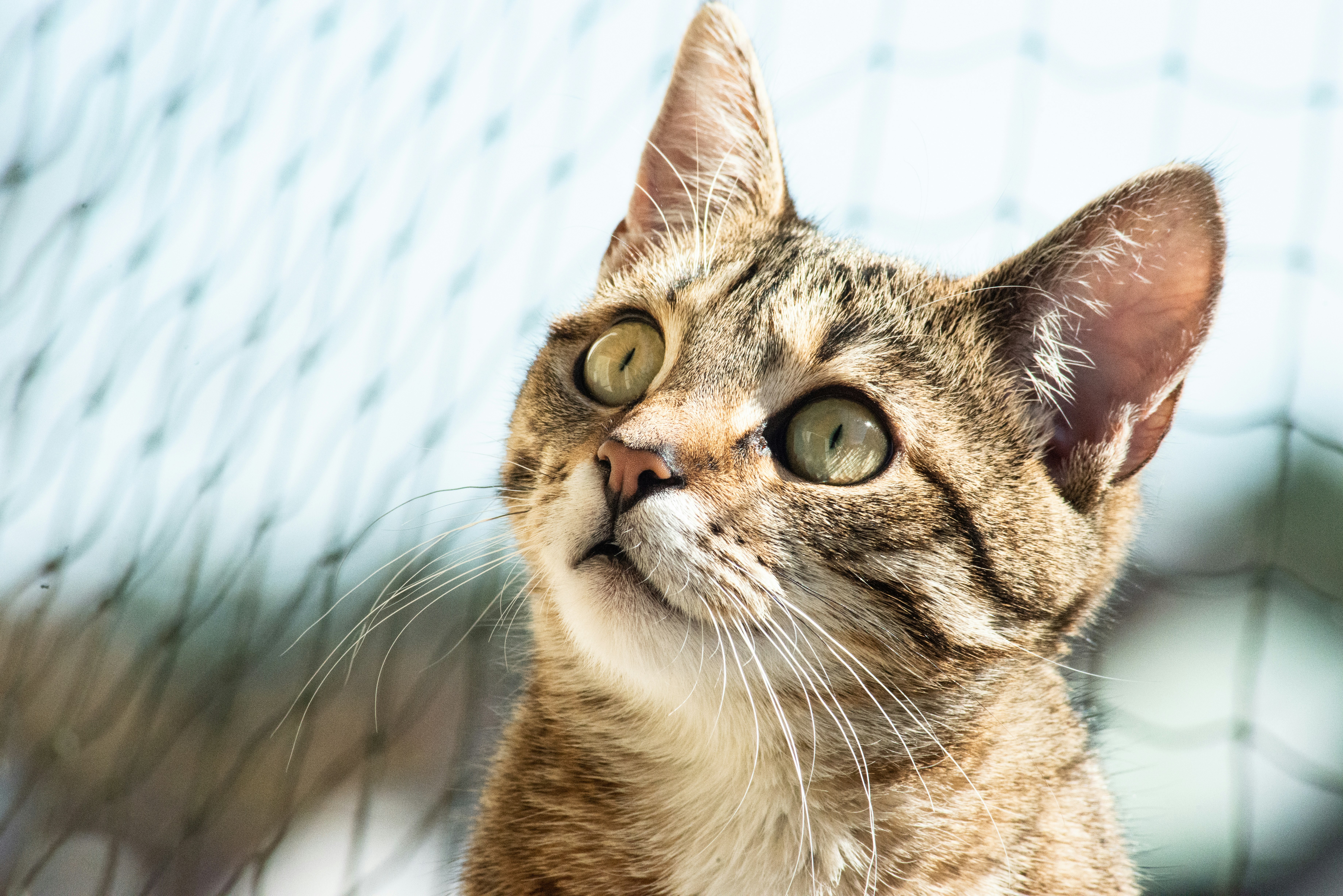 close-up photography of brown tabby cat